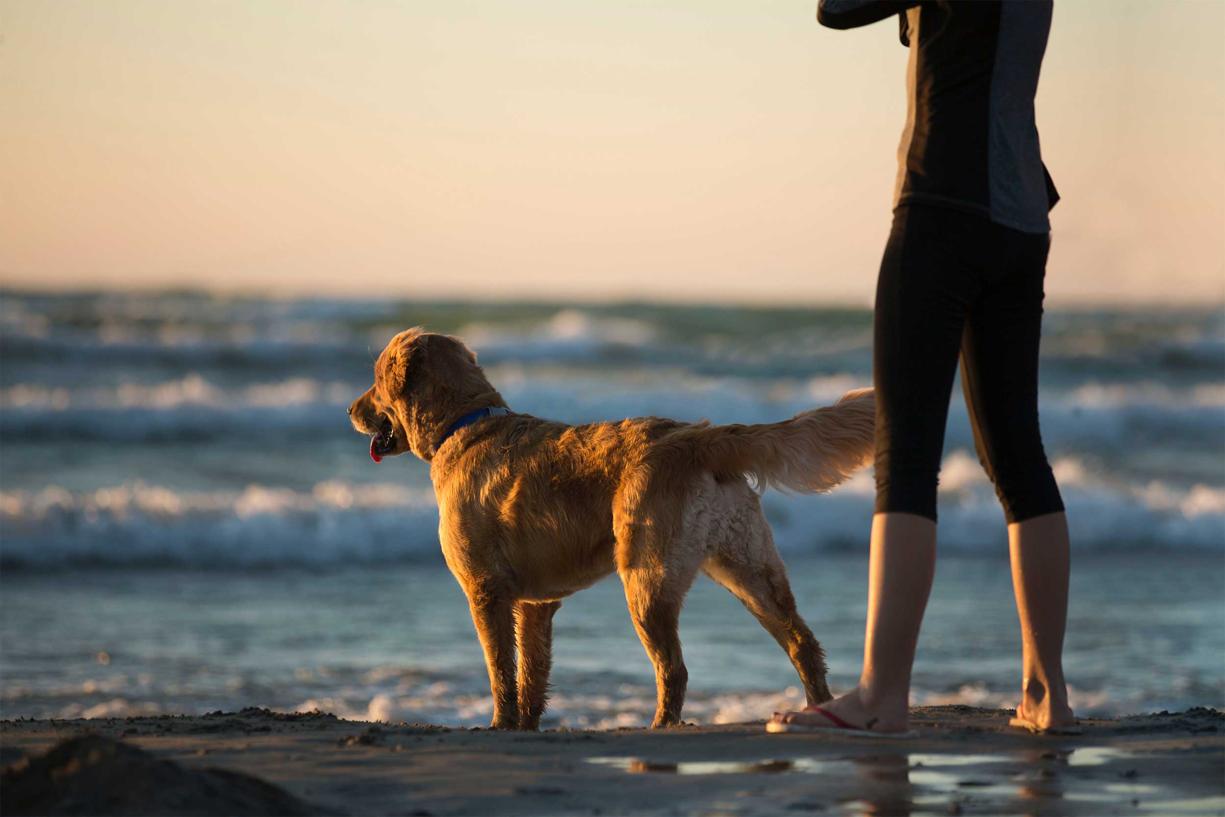 Usedom Urlaub mit Hund