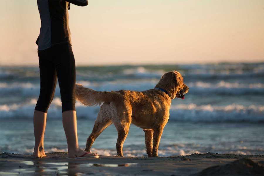 Urlaub mit Hund auf Usedom