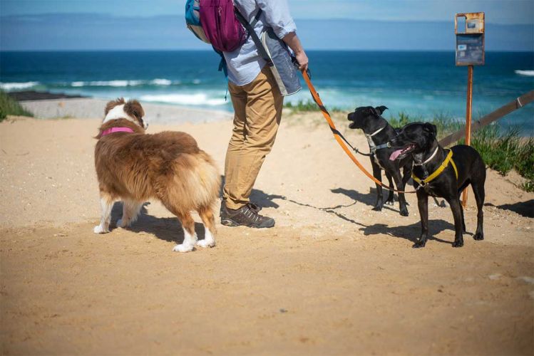 Usedon Urlaub Hund Hundestrände